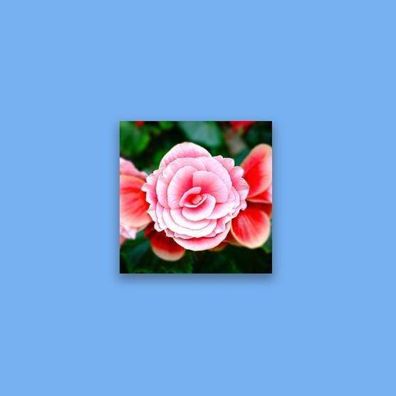 Canvas Prints - Image 19